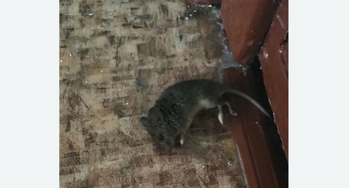 Дезинфекция от мышей в Тайцах