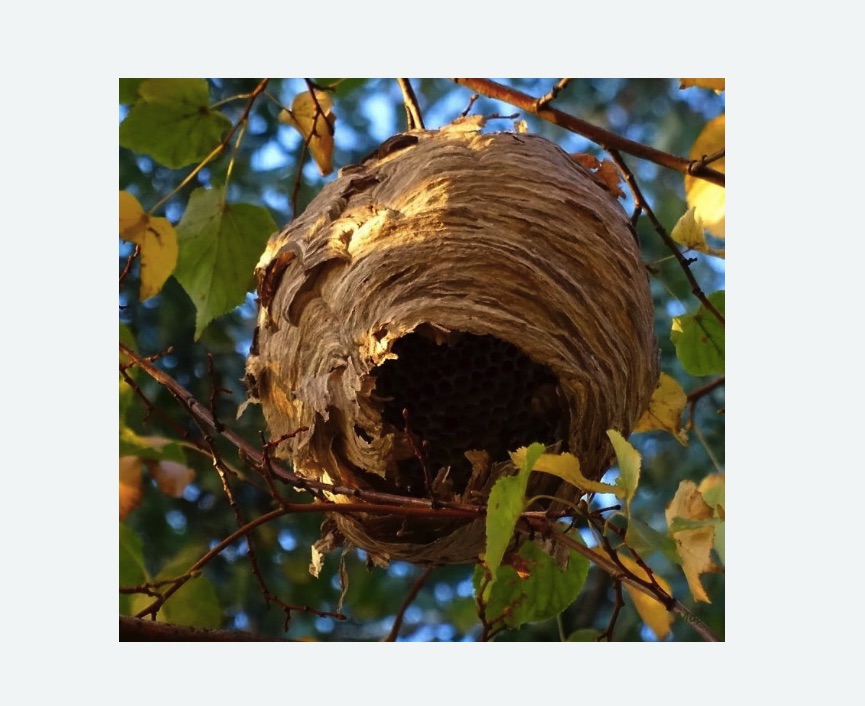 Обработка от шершней в Тайцах