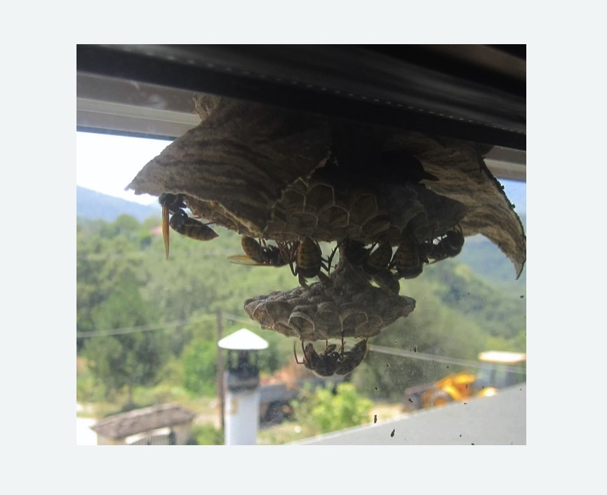 Уничтожение гнёзд шершней в Тайцах