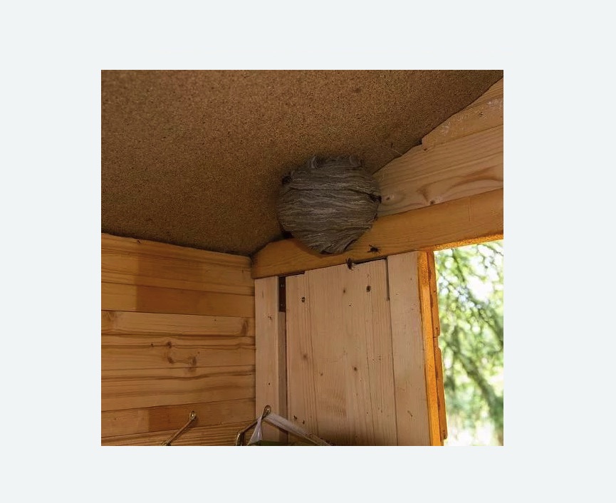 Обработка от ос в Тайцах Обработка от ос