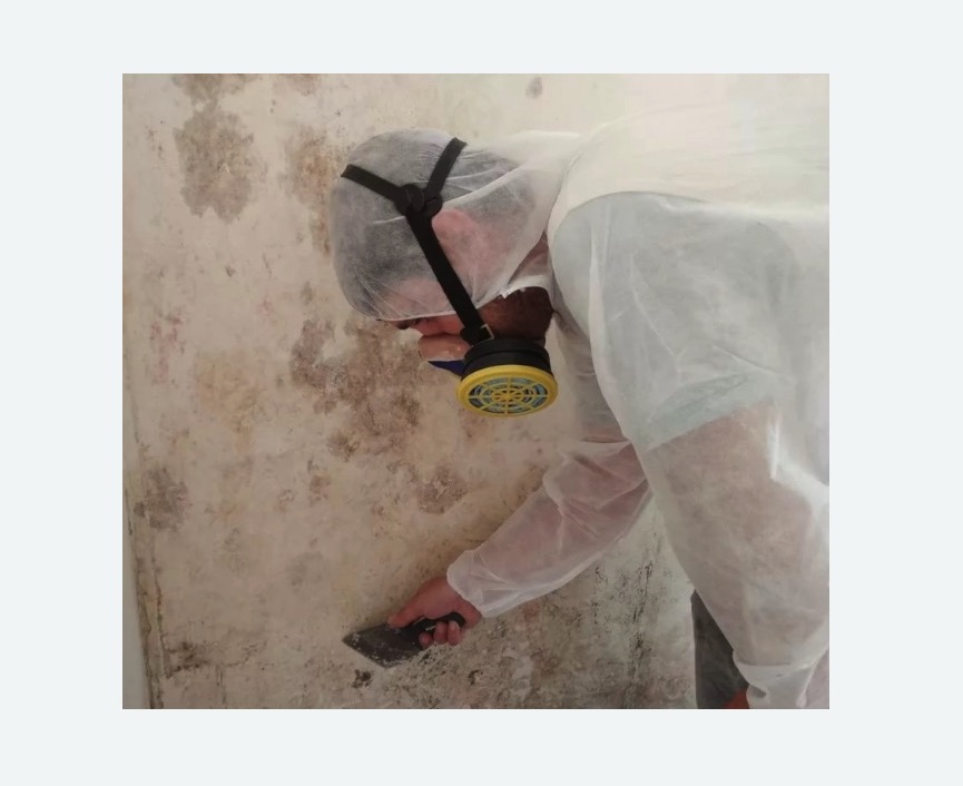 Обработка стен от плесени в Тайцах
