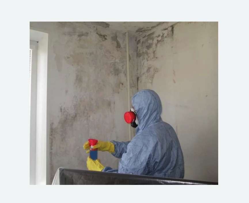 Удаление плесени в квартире в Тайцах