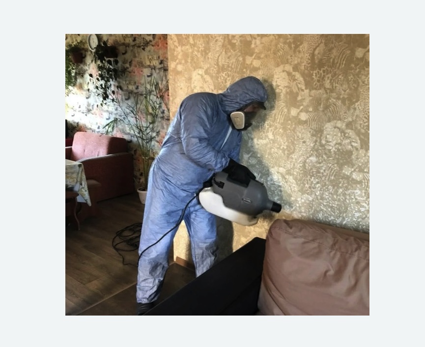 Уничтожение блох в квартире. Тайцы Уничтожение блох в квартире