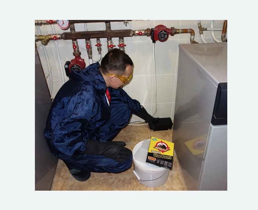 Уничтожение крыс в Тайцах