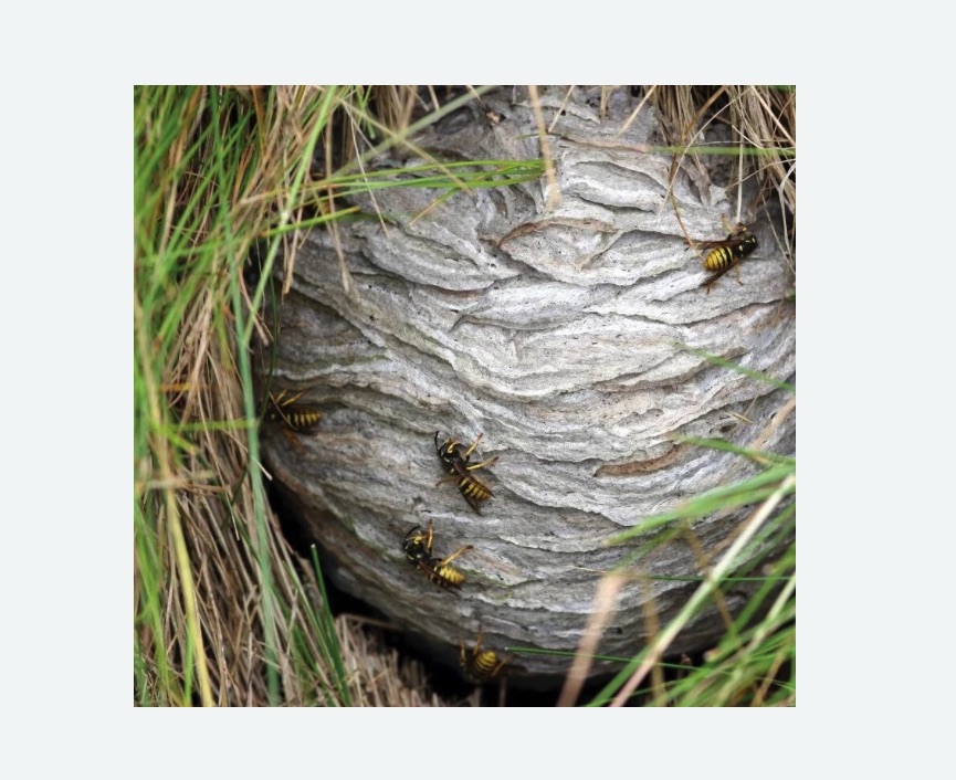 Уничтожение ос и ульев Уничтожение ос и ульев в Тайцах